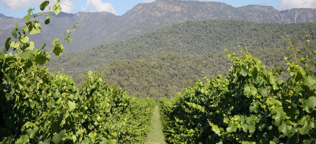 Vines at Michelini